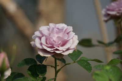 Close-up of pink rose