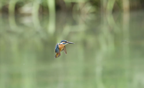 Bird flying