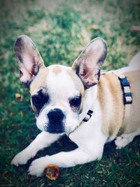 Close-up of a dog on field