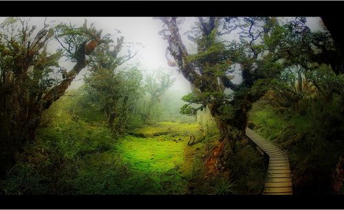 View of trees in forest