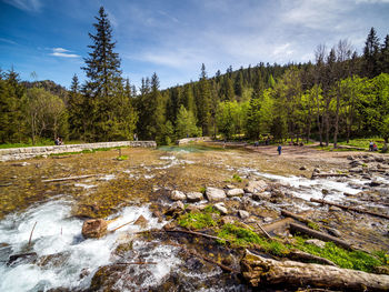 Scenic view of stream in forest against sky