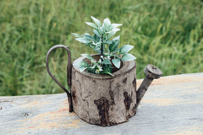 Close-up of potted plant