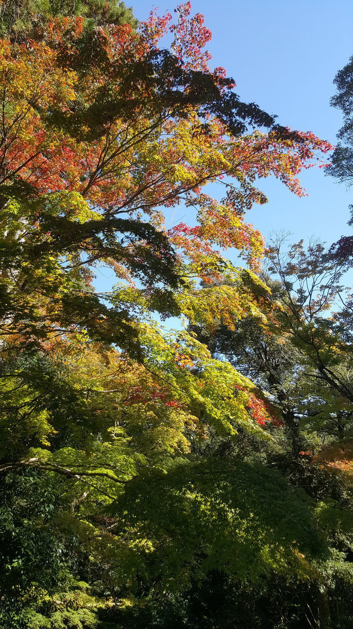 LOW ANGLE VIEW OF AUTUMNAL TREES IN THE FOREST