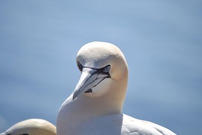Close-up of gannet bird against clear sky