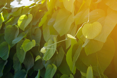 Close-up of yellow flowering plant