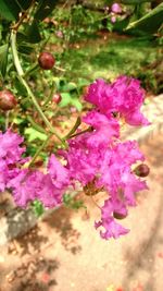 Close-up of pink flowers on tree