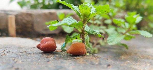 Close-up of fresh fruits on plant