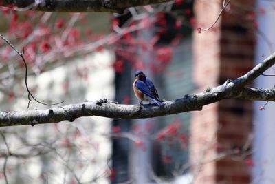 Close-up of bird perching on branch