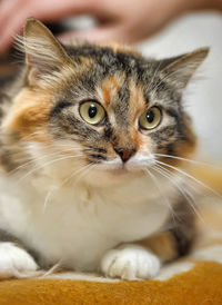 Close-up portrait of a cat