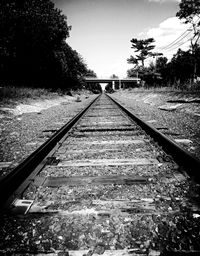 Railroad track along trees