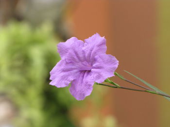 Close-up of purple flowering plant