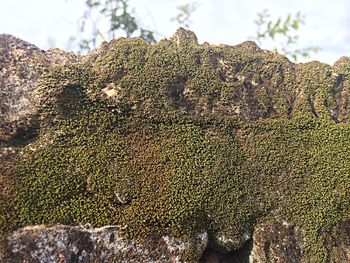 Close-up of plant against the sky