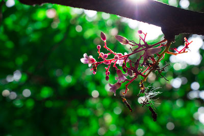 Close-up of red flower tree