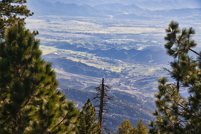 High angle view of pine trees against sky