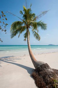 Palm tree on beach against sky