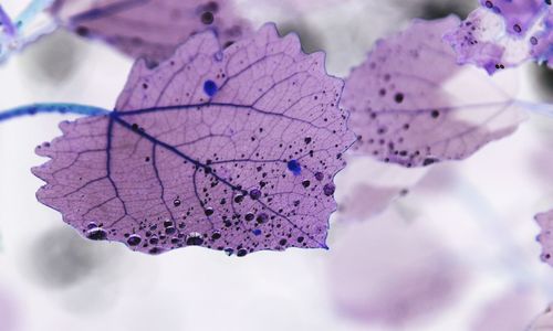 Close-up of purple flower