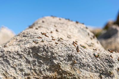 Close-up of insects on rock