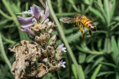 Close-up of bee pollinating on flower