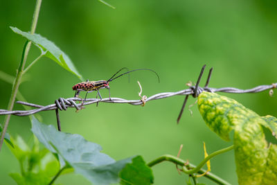 Close-up of insect on plant