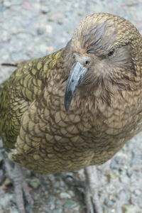 Close-up of duck