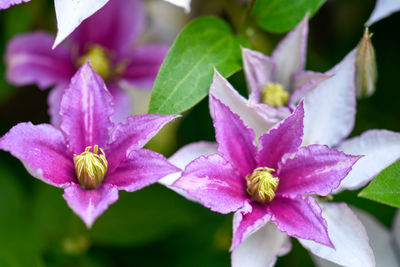 Close-up of pink flowering plant