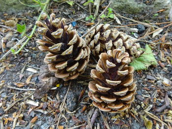 Close-up of pine cones on ground