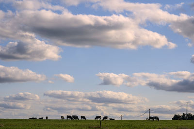 View of horses grazing in field