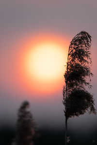 Silhouette plant against romantic sky at sunset