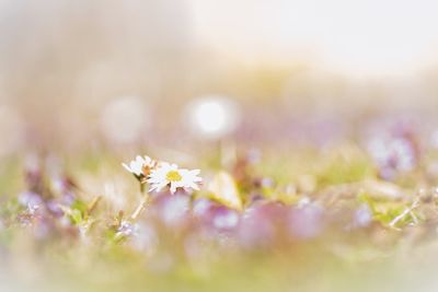 Close-up of purple flowering plant on field