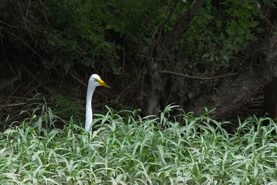 Swan perching on grass by lake