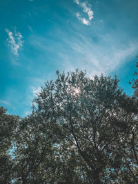 Low angle view of plants against sky