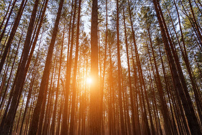 Low angle view of trees in forest