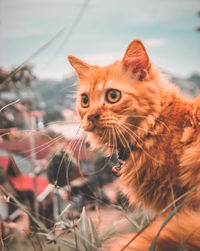 Close-up of a cat