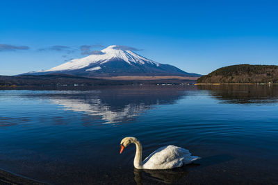 Swans in a lake