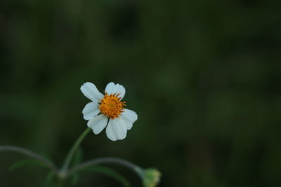 Close-up of white flowering plant