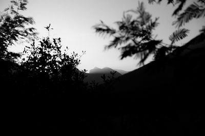 Low angle view of silhouette trees against sky at sunset