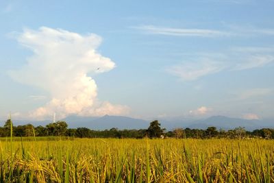 Scenic view of agricultural field against sky