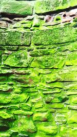 Full frame shot of green tree