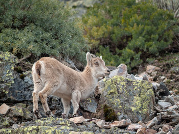 Side view of sheep standing on rock