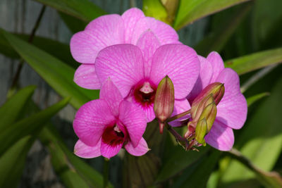 Close-up of pink flowering plant