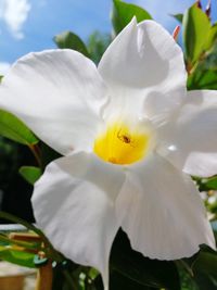Close-up of white flowering plant