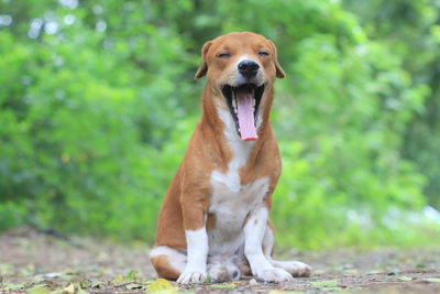 Portrait of dog sitting outdoors