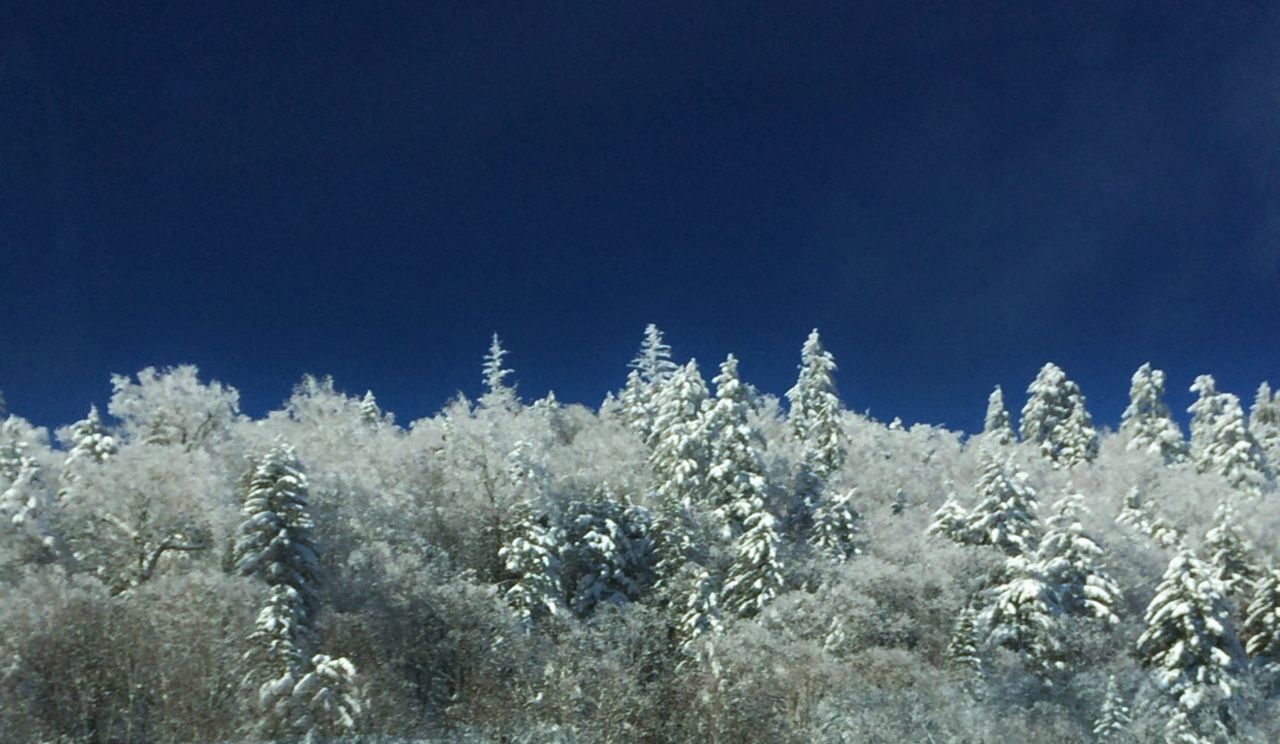 snow, cold temperature, winter, season, weather, white color, beauty in nature, frozen, nature, tranquility, clear sky, blue, covering, tranquil scene, low angle view, scenics, tree, white, growth, outdoors