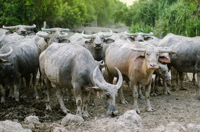 Buffalo in a field