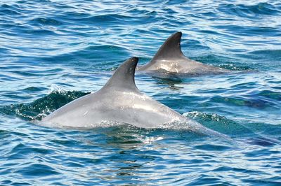 View of whale swimming in sea