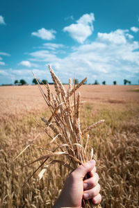 Cropped hand of wheat growing on field against sky