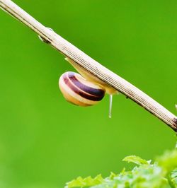 Close-up of snail on plant