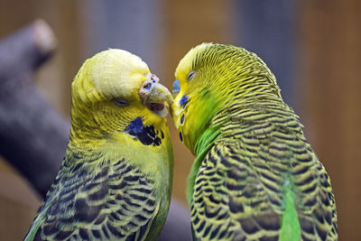 Close-up of a parrot