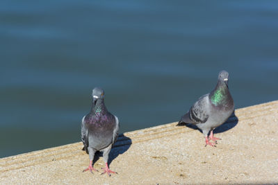 Pigeons perching on retaining wall