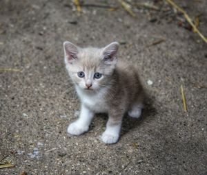 High angle portrait of cat on street 